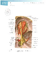 Sobotta Atlas of Human Anatomy  Head,Neck,Upper Limb Volume1 2006, page 379
